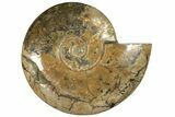 Flashy, Polished Ammonite (Cleoniceras) Fossil - Madagascar #227469-1